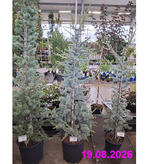 Cedrus atlantica 'Silberspitz' C 25 L